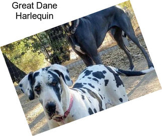 Great Dane Harlequin