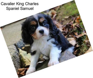 Cavalier King Charles Spaniel Samuel