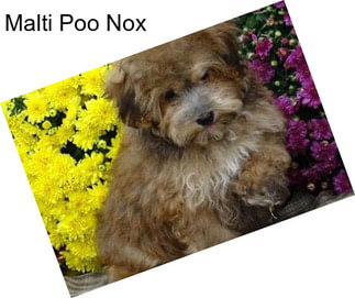 Malti Poo Nox