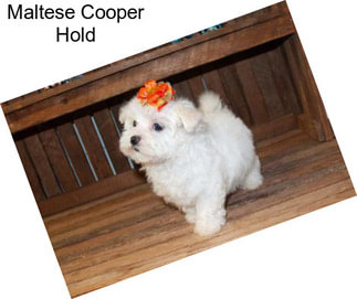 Maltese Cooper Hold