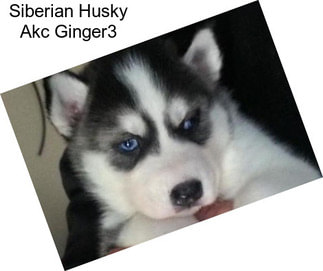 Siberian Husky Akc Ginger3