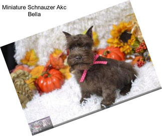 Miniature Schnauzer Akc Bella