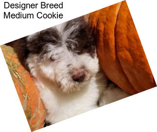 Designer Breed Medium Cookie