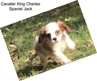 Cavalier King Charles Spaniel Jack