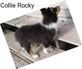 Collie Rocky