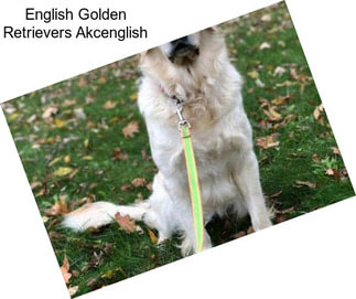 English Golden Retrievers Akcenglish