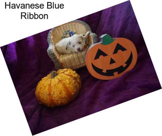 Havanese Blue Ribbon