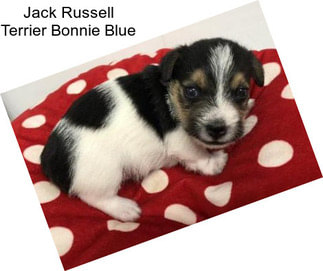 Jack Russell Terrier Bonnie Blue