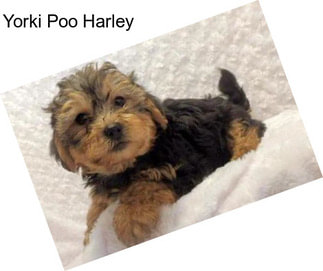 Yorki Poo Harley