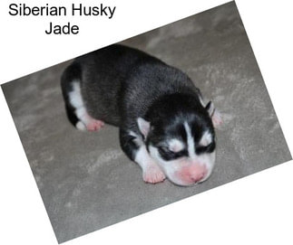 Siberian Husky Jade