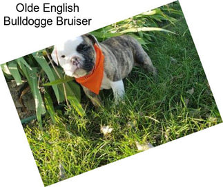 Olde English Bulldogge Bruiser