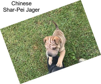 Chinese Shar-Pei Jager