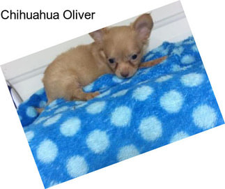 Chihuahua Oliver