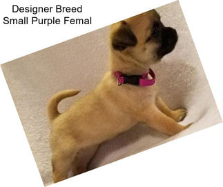 Designer Breed Small Purple Femal