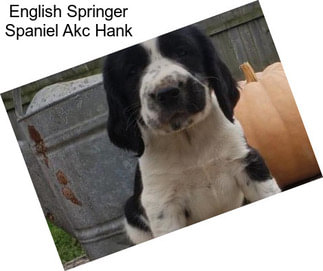 English Springer Spaniel Akc Hank