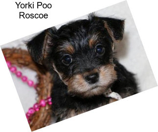 Yorki Poo Roscoe