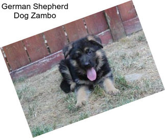 German Shepherd Dog Zambo