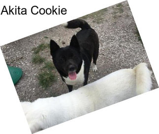 Akita Cookie