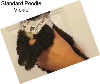 Standard Poodle Vickie