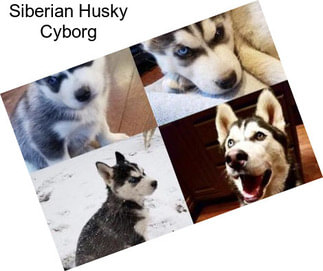 Siberian Husky Cyborg