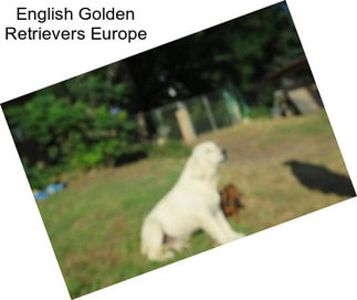 English Golden Retrievers Europe