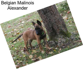 Belgian Malinois Alexander