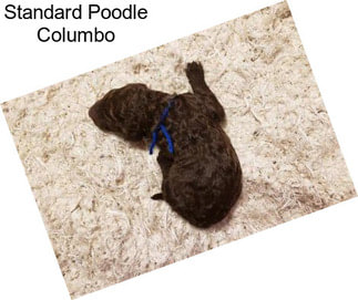 Standard Poodle Columbo
