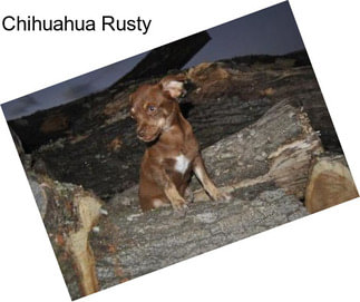 Chihuahua Rusty