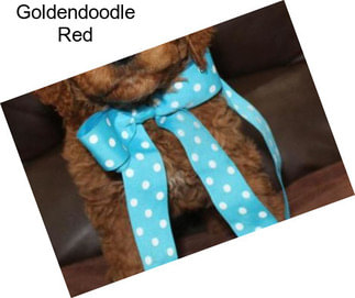Goldendoodle Red