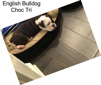 English Bulldog Choc Tri