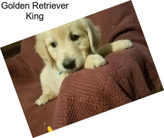 Golden Retriever King