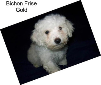 Bichon Frise Gold