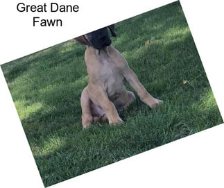 Great Dane Fawn