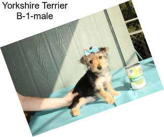 Yorkshire Terrier B-1-male