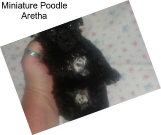 Miniature Poodle Aretha