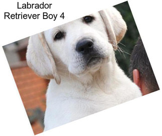 Labrador Retriever Boy 4