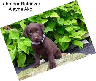 Labrador Retriever Alayna Akc