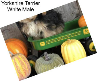Yorkshire Terrier White Male