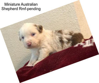 Miniature Australian Shepherd Rmf-pending