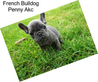 French Bulldog Penny Akc