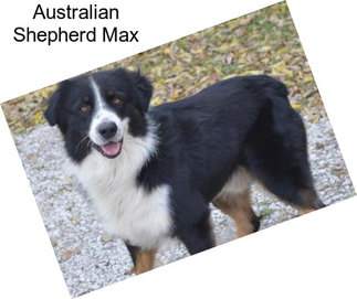 Australian Shepherd Max