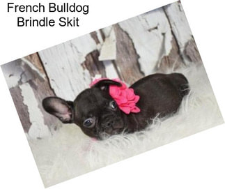 French Bulldog Brindle Skit