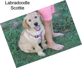 Labradoodle Scottie