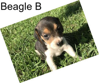 Beagle B