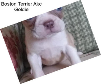 Boston Terrier Akc Goldie