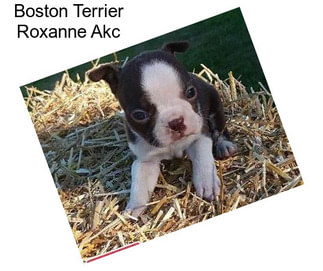 Boston Terrier Roxanne Akc