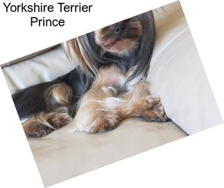 Yorkshire Terrier Prince