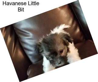 Havanese Little Bit