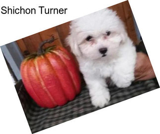 Shichon Turner