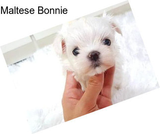 Maltese Bonnie